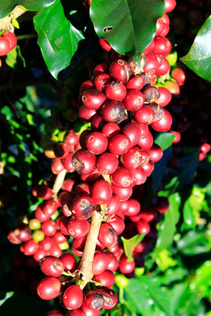 Burundi Eco Deux ans après la nationalisation de la filière café, quel bilan ? - Burundi Eco