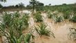 Inondations au Niger : un cycle infernal qui nourrit l'insécurité alimentaire -