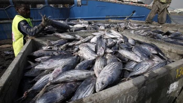 La Selab Fisheries Expo arrive à Abidjan ce 24 avril | L'Intelligent d'Abidjan