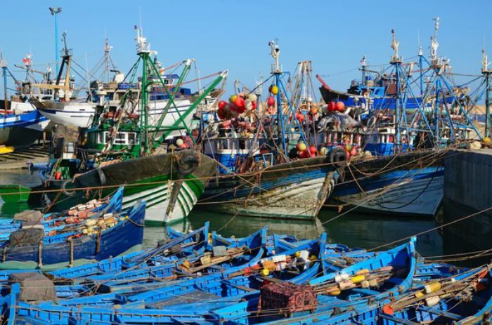 Du Congo au Ghana, le requin est le poisson le moins cher du marché - Mondafrique