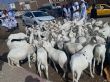 La fête du mouton: Marché de  bétail achalandé | Le calame