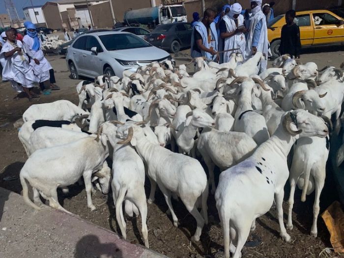 La fête du mouton: Marché de  bétail achalandé | Le calame