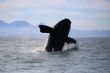 Whale strike risk rises as shipping surges off SA coast