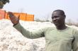 Togo / Retards de paiement. Coût élevé des intrants. Gestion opaque: Olam Face à La Colère Grandissante des Cotonculteurs