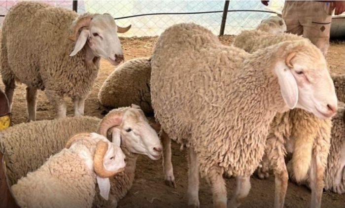 Aïd al-Adha: Mercredi, jeudi et vendredi prochains chômés et payés