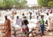 Nigeria : le marché de Dawanau, pilier du commerce de céréales en Afrique de l’Ouest
