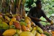 En Côte d’Ivoire, la productivité comme levier de croissance des revenus de la filière cacao
