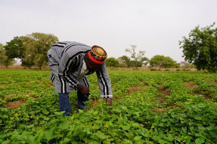 Naba Yemdé : Le roi qui cultive sa terre