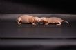Queen’s scent keeps naked mole-rat colonies peaceful, infertile, study finds