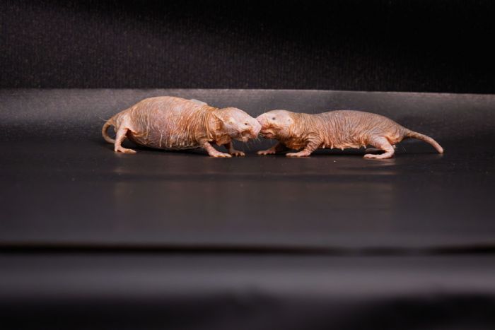 Queen’s scent keeps naked mole-rat colonies peaceful, infertile, study finds