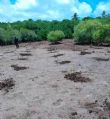 Simamboini : Une mangrove qui défie le temps et protège une biodiversité unique