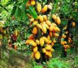 Côte d'Ivoire : la transformation locale du cacao s 'accélère