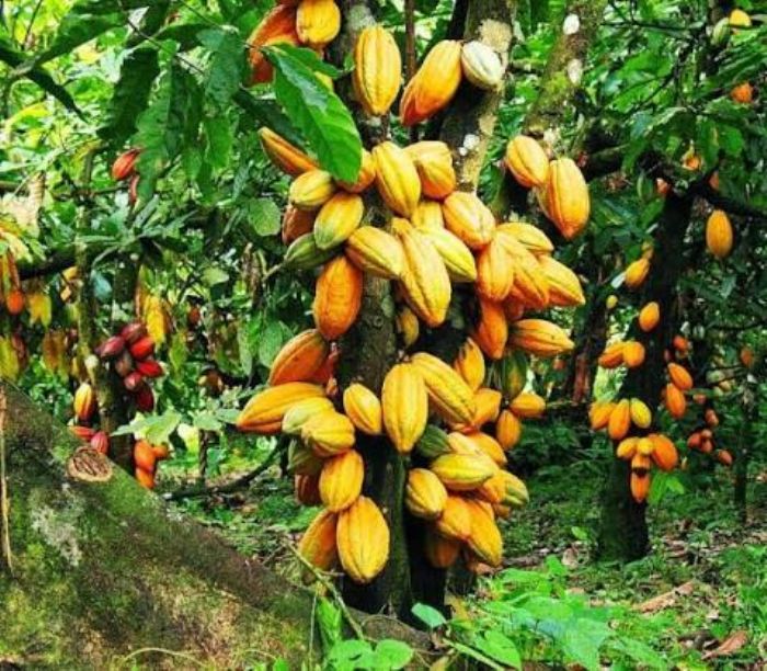 Côte d'Ivoire : la transformation locale du cacao s 'accélère