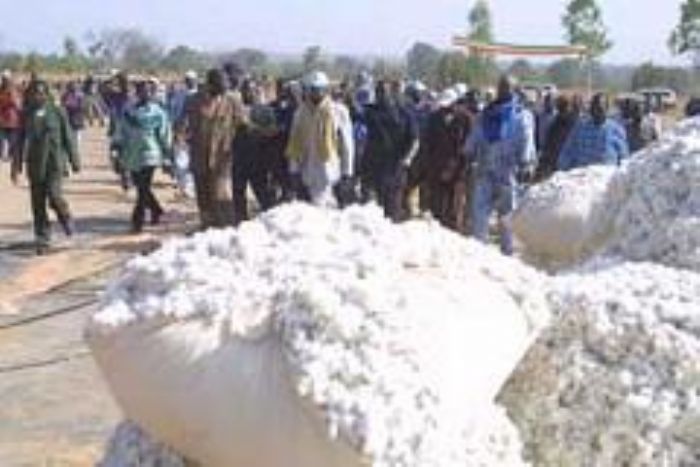 PINOCHET EN ZONE CMDT: Les espoirs des paysans, la réalité du marché