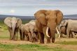 Éléphants en divagation : un jeune grièvement blessé à Badikaha