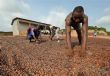 Cacao : des planteurs de Côte d`Ivoire dénoncent une fiscalité excessive