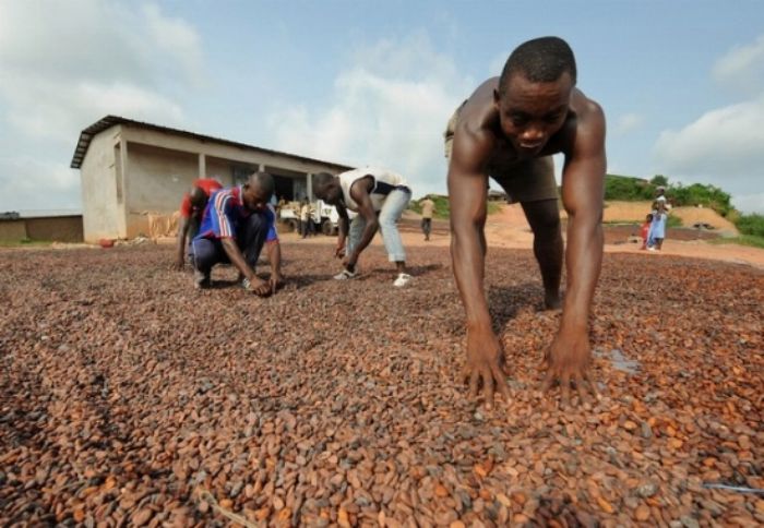 Cacao : des planteurs de Côte d`Ivoire dénoncent une fiscalité excessive