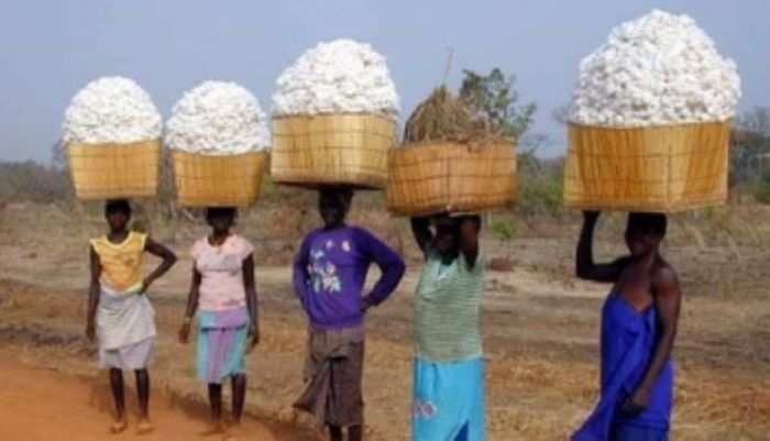 Baisse des taxes sur la filière coton