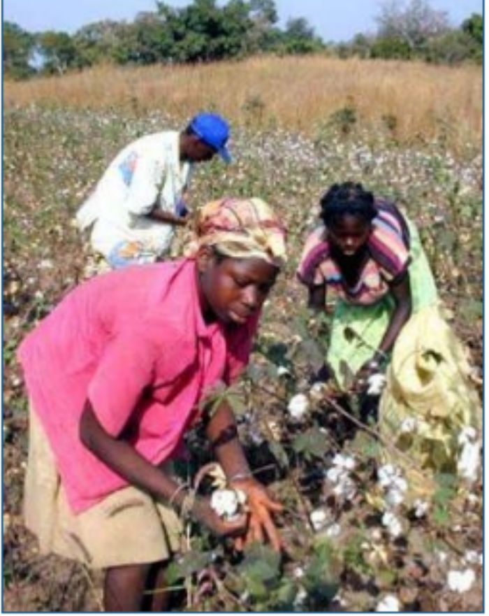 Filière coton : Les paysans abandonnent les plantations