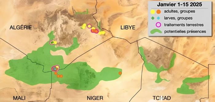 Criquet pèlerin : AGRHYMET alerte sur une possible invasion acridienne en 2025 - Studio Kalangou - Au rythme du Niger