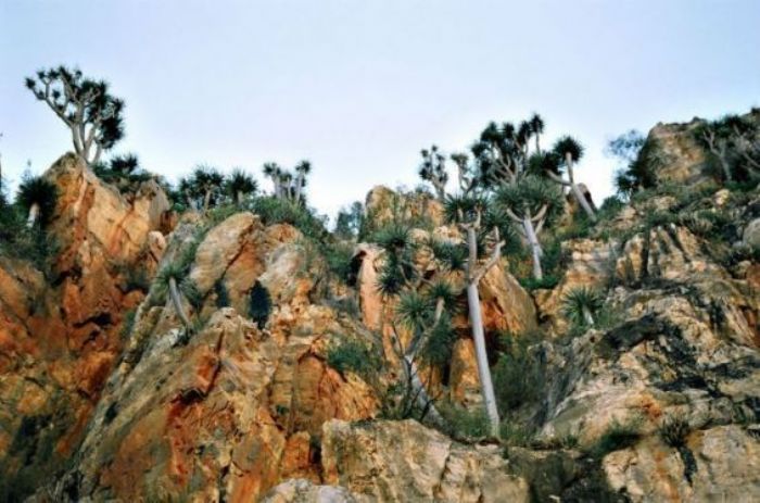 Nomad #75 : L’aire du dragonnier d’Ajgal, entre peintures rupestres et sang-de-dragon