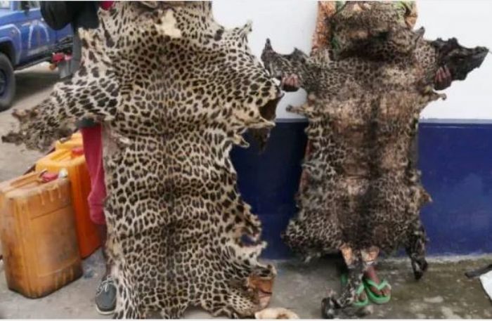 Congo : une femme devant la justice pour trafic faunique - Journal de Brazza