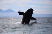 Whale strike risk rises as shipping surges off SA coast