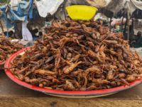 Nord du Cameroun: Les criquets ravageurs considérés de plus en plus comme une ressource alimentaire