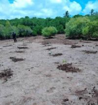Simamboini : Une mangrove qui défie le temps et protège une biodiversité unique