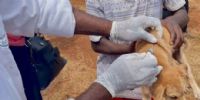 JOURNÉE MONDIALE DE LUTTE CONTRE LA RAGE : la CEDEAO appelle à une action collective pour éliminer les décès humains dus à la rage
