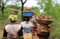 Côte d’Ivoire : le FIRCA veut développer les plantations de karité