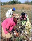 Filière coton : Les paysans abandonnent les plantations