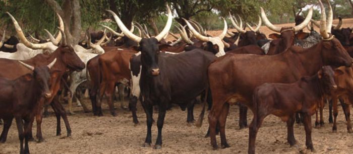 

		
				
			Visite de travail du ministre de l'Elevage et des Industries Animales dans la région de Zinder : le Centre de multiplication de bétail de Bathé au menu de la visite du ministre de l'élevage