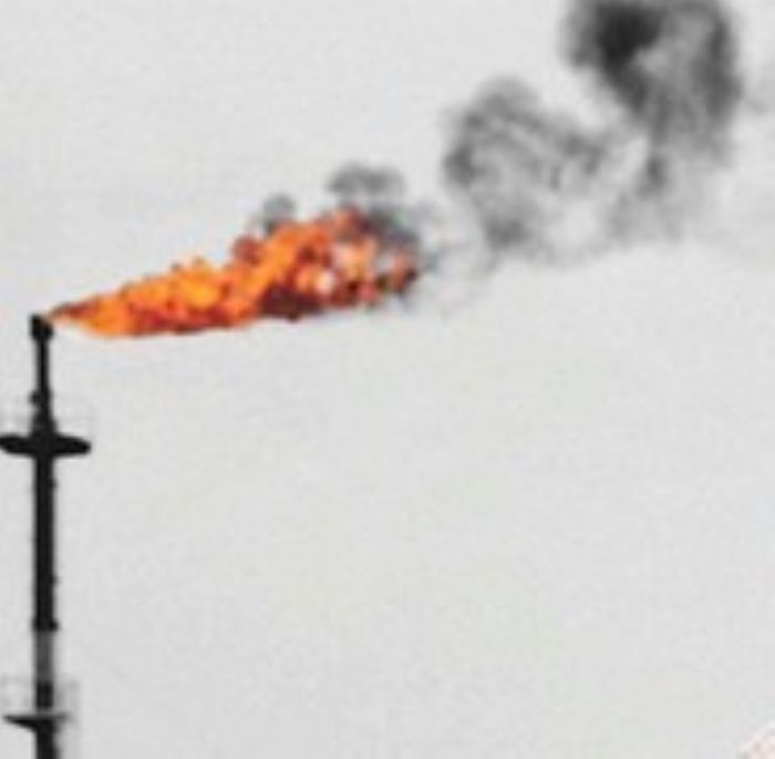 
		
		L’or noir propriété des souris de la maison ?	
	