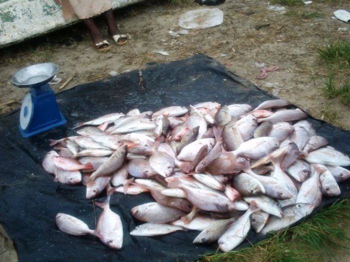 
				
			Economie / Flambée des prix: la Direction Générale de la Concurrence veut la stabilisation
			
		










