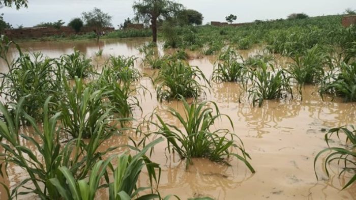 Inondations au Niger : un cycle infernal qui nourrit l'insécurité alimentaire -