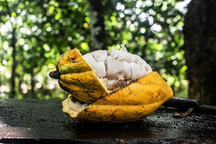 Cameroun : Les cacaoyers traditionnels produisent-ils plus que les cacaoyers hybrides ? - La Voix Du Paysan