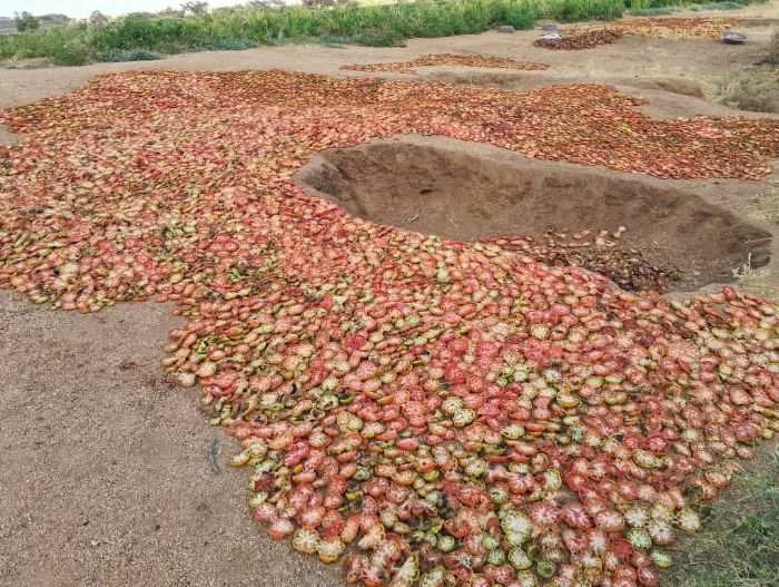 MARAICHAGE: La pratique séculaire de la culture irrigée de tomate dans les massifs de l’Aïr – Le Canard Déchaîné Niger