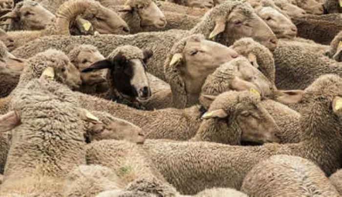 Le Maroc importe des moutons d'Australie en préparation de l'Aid Al -Adha - Maroc-Actu
