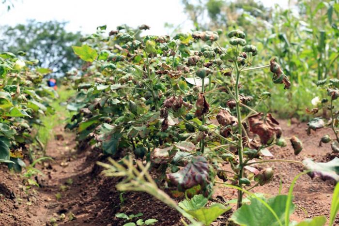 Coton : Une campagne déjà fragilisée par les retards et les ravageurs  –  