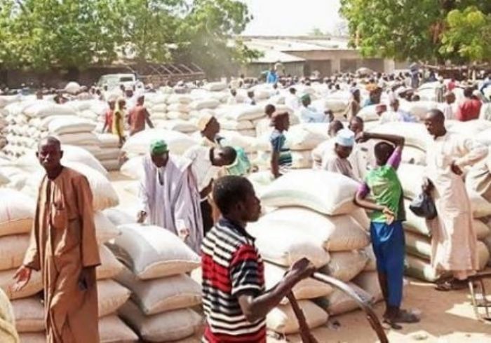 Nigeria : le marché de Dawanau, pilier du commerce de céréales en Afrique de l’Ouest