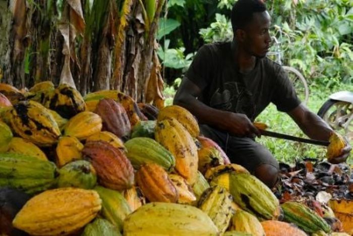 En Côte d’Ivoire, la productivité comme levier de croissance des revenus de la filière cacao
