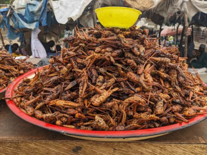 Nord du Cameroun: Les criquets ravageurs considérés de plus en plus comme une ressource alimentaire