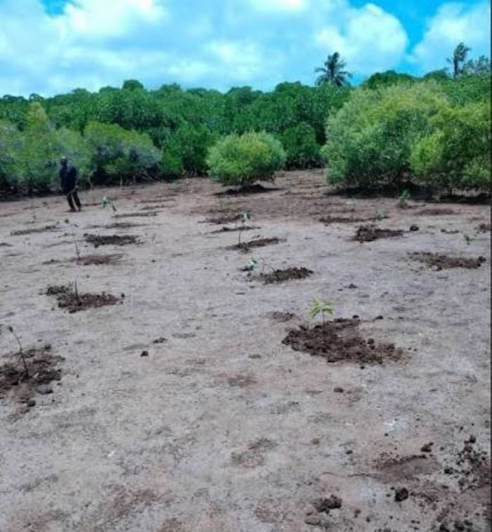 Simamboini : Une mangrove qui défie le temps et protège une biodiversité unique