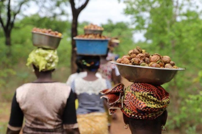 Côte d’Ivoire : le FIRCA veut développer les plantations de karité