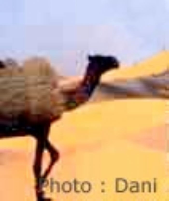 La région de l'Aïr et du Ténéré