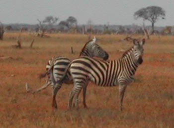 E-cartes : Aubry - 5